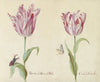 Twee tulpen met vliegend hert en vlinder Zussen de General Bol Conde de Holandt (1637)