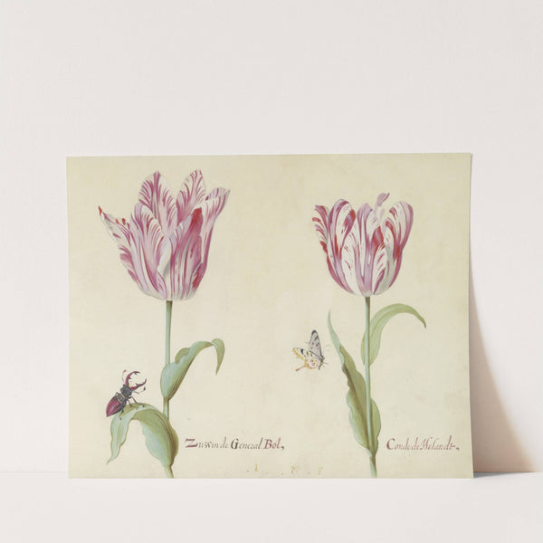 Twee tulpen met vliegend hert en vlinder Zussen de General Bol Conde de Holandt (1637) by Jacob Marrel