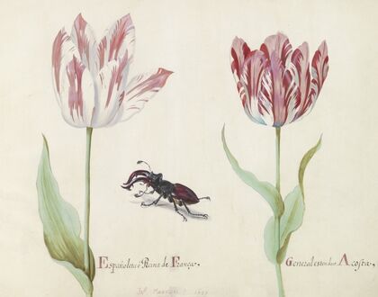 Twee tulpen met vliegend hert Espanoleta o Reina de Franca General estendart Acosta (1637)