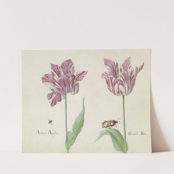 Twee tulpen met vliegende kever en beervlinder Amberez Acosta General Bol (1637) by Jacob Marrel