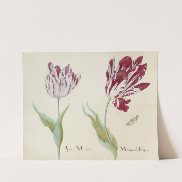 Twee tulpen met vlinder Agatta Maltea Marixal de Franca (1637) by Jacob Marrel