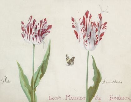 Twee tulpen met vlinder en twee waterjuffers Perlla Olinda van Burch (1637)