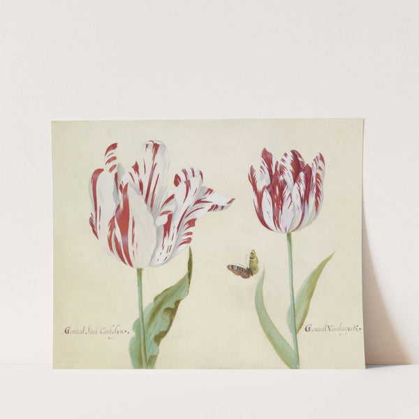 Twee tulpen met vlinder General suri Cathelyn General Van der eyck (1637) by Jacob Marrel