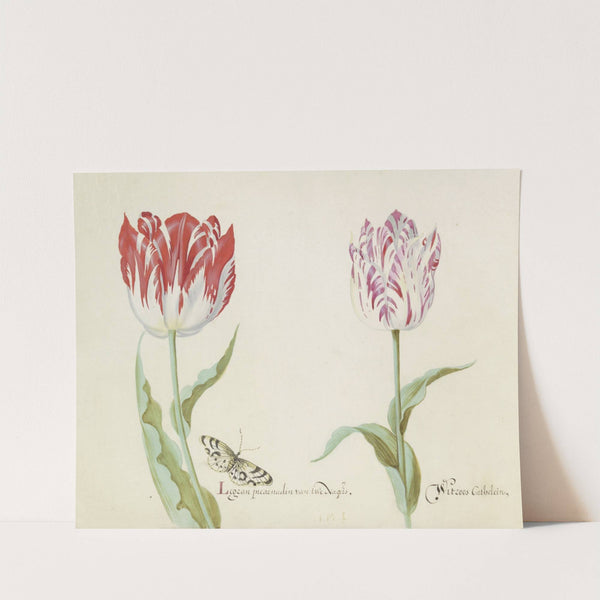 Twee tulpen met vlinder Legran incarnadin van twe Nagers Witroos Cathelein (1637) by Jacob Marrel