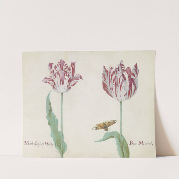 Twee tulpen met vlinder Marbre Laspe offt Hoijdelifes Bont Manttel (1637) by Jacob Marrel