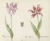 Twee tulpen met vlinder Parangun maiut Vrou Gebrant Brabason Swarts (1637)