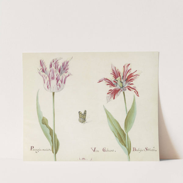 Twee tulpen met vlinder Parangun maiut Vrou Gebrant Brabason Swarts (1637) by Jacob Marrel