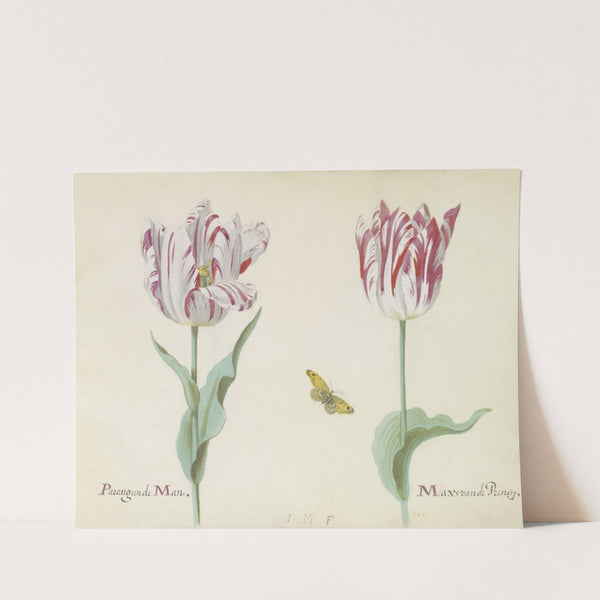 Twee tulpen met vlinder Parangunde Man Max van de Princip (1637) by Jacob Marrel