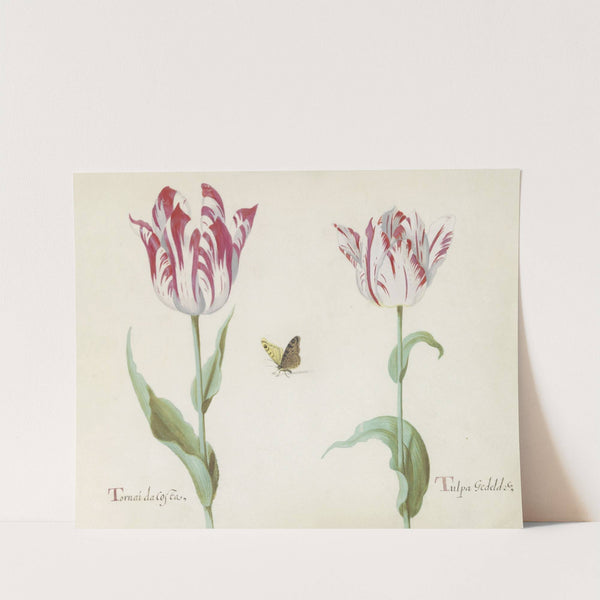 Twee tulpen met vlinder Tornau da Costa Tulpa Gedeldr(i)g (1637) by Jacob Marrel
