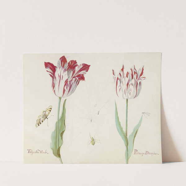 Twee tulpen met vlinder, vlieg en spinnenweb Tulpa voor Windt Princepe Dacosta (1637) by Jacob Marrel