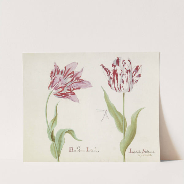 Twee tulpen met waterjuffer Bruit van Leide La Bella Sultana (1637) by Jacob Marrel