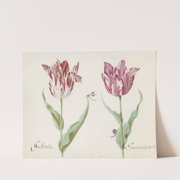 Twee tulpen met waterjuffer en slak Wit Schilder Germarmol van der Heick (1637) by Jacob Marrel