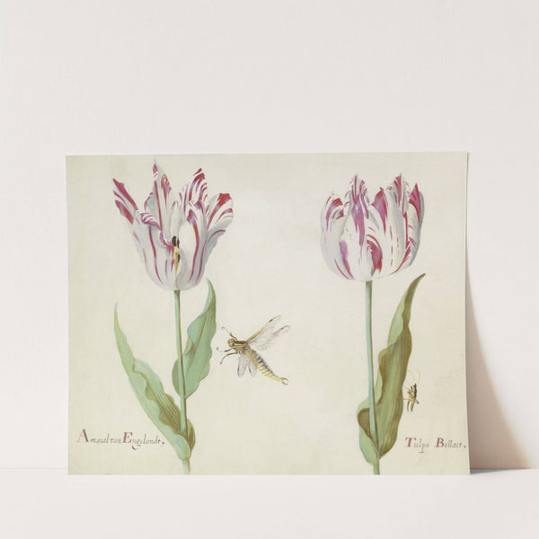 Twee tulpen met waterjuffer en sprinkhaan Amaral van Engelandt Tulpa Bellart (1637) by Jacob Marrel