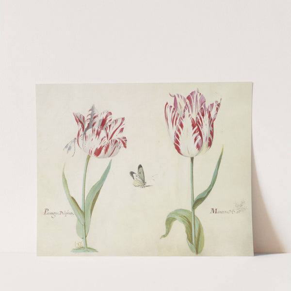 Twee tulpen met waterjuffer en vlinder Parangun Delphios Minerva (1637) by Jacob Marrel