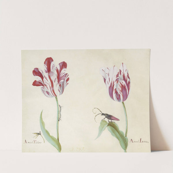 Twee tulpen met waterjuffer, rups en kever Amaral Tarlon Amaral Latun (1637) by Jacob Marrel