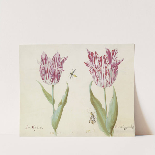 Twee tulpen met wesp en nachtvlinder Jan Gerssen General Jangersse Arsse (1637) by Jacob Marrel