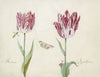 Twee tulpen met wesp, vlinder en slak Houdenaer Agatta Robina (1637)