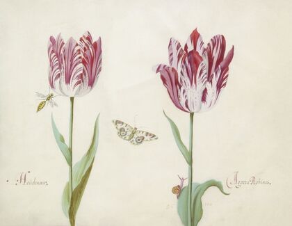 Twee tulpen met wesp, vlinder en slak Houdenaer Agatta Robina (1637)