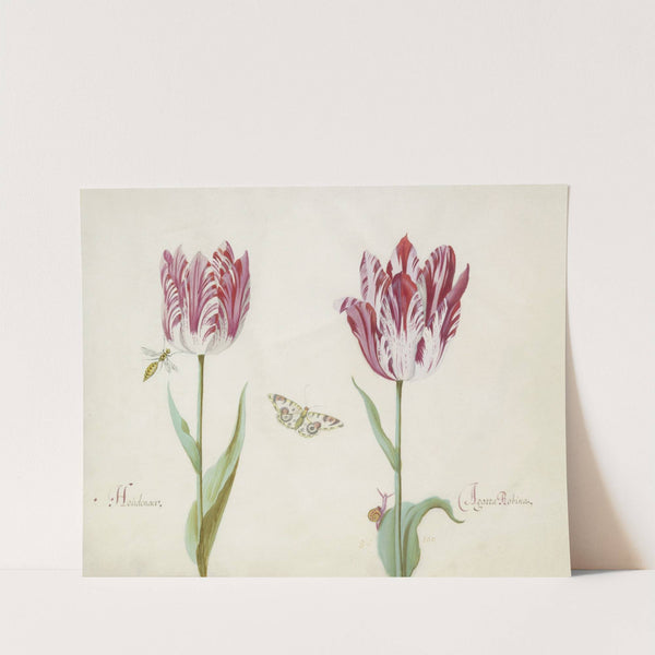 Twee tulpen met wesp, vlinder en slak Houdenaer Agatta Robina (1637) by Jacob Marrel