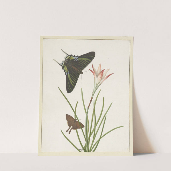Twee vlinders bij een lelie by Paulus Knogh