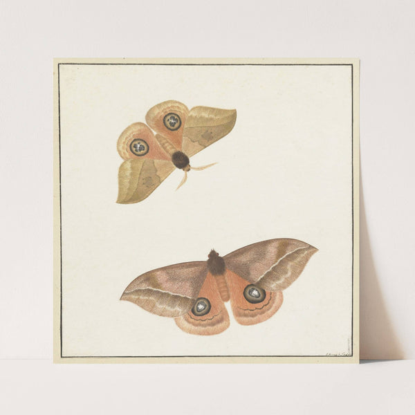 Twee vlinders (1747 - 1802) by Paulus Knogh