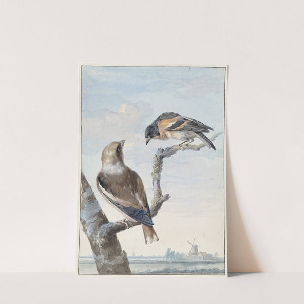 Twee vogels; een appelvink (Coccothraustes coccothraustes) en een keep (Fringilla montifringilla) (1752) by Aert Schouman