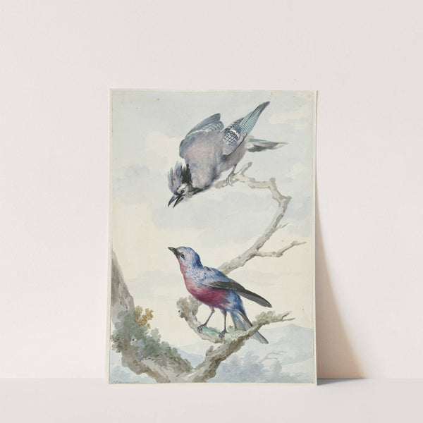 Twee vogels; een blauwe gaai en een purperborstcotinga (1760) by Aert Schouman