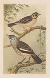 Twee vogels op takken