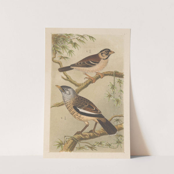 Twee vogels op takken by Theo van Hoytema