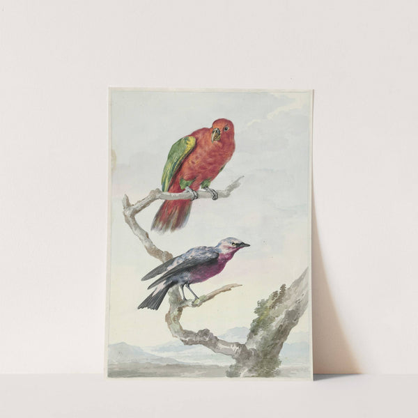 Twee vogels, waaronder een rood-groene papegaai (1720 - 1792) by Aert Schouman