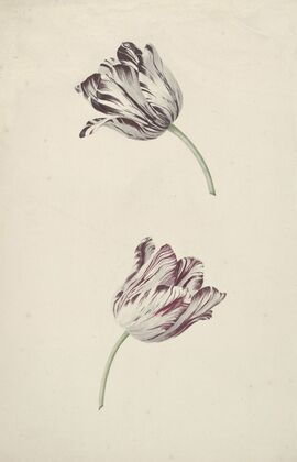 Twee wit-rode tulpen