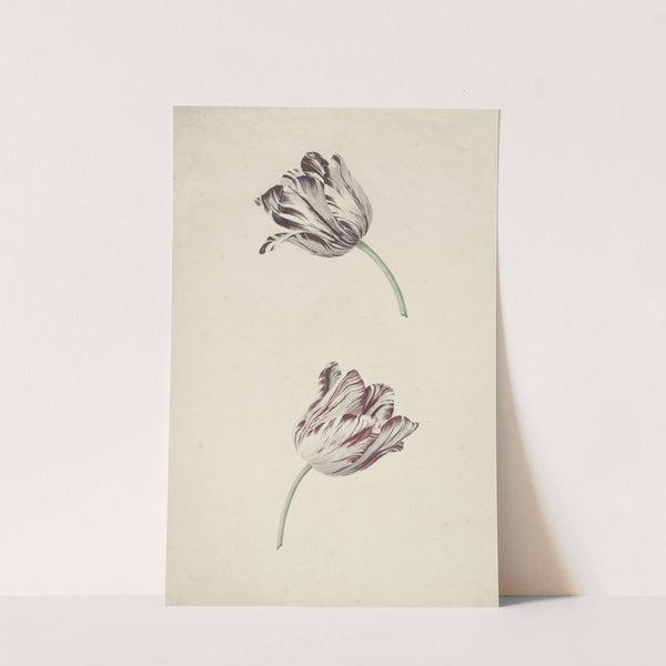 Twee wit-rode tulpen by Jan Jansz. van der Vinne