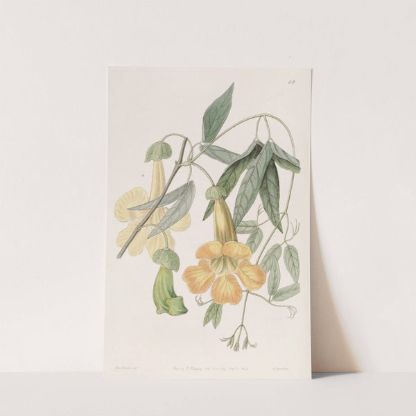 Tweedie's Bignonia by Sydenham Edwards