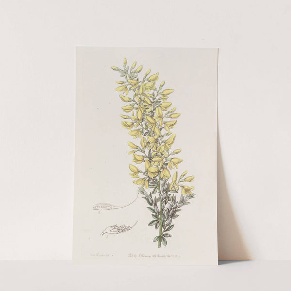 Twiggy Broom by Sydenham Edwards
