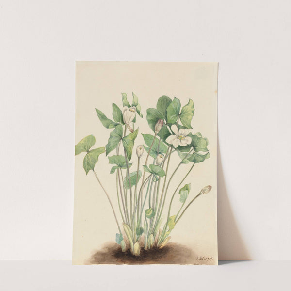 Twinleaf (Jeffersonia diphylla) (1919) by Mary Vaux Walcott