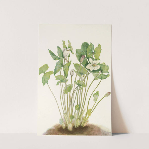 Twinleaf. (Jeffersonia diphylla) (1925) by Mary Vaux Walcott