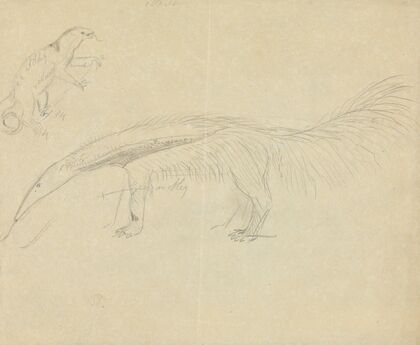 Two Anteaters