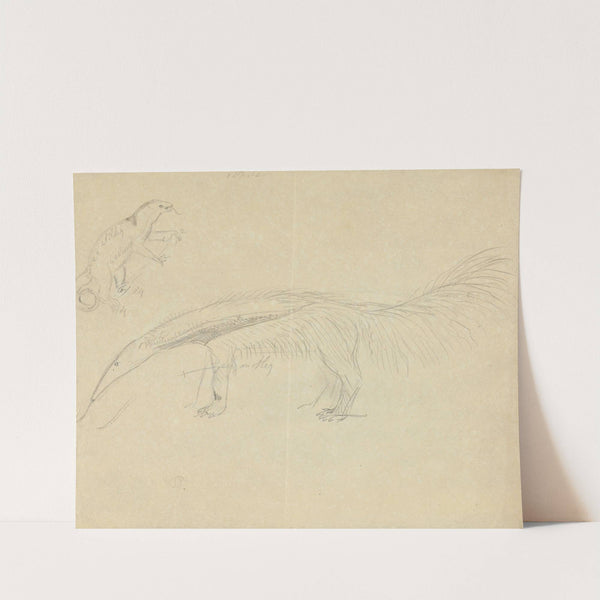 Two Anteaters by James Sowerby