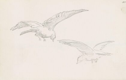 Two birds