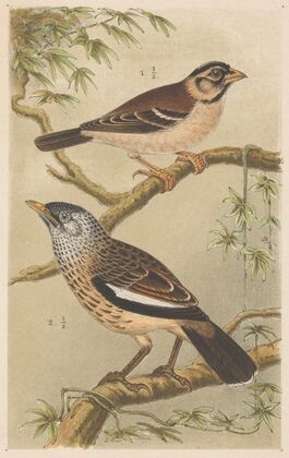 Two Birds On Branches