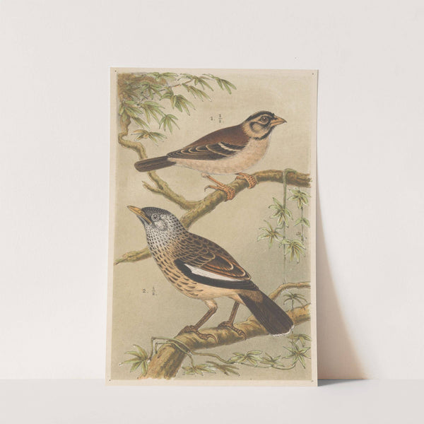 Two Birds On Branches by Theo van Hoytema