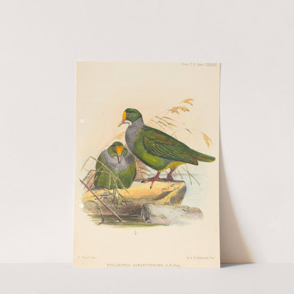 Two Birds (Ptilonopus Auranthfrons) by Joseph Wolf
