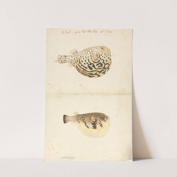 Two Blowfish by Luigi Balugani