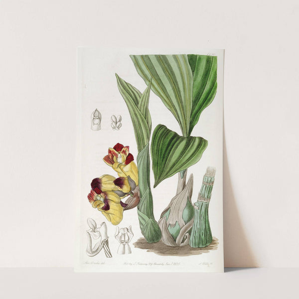 Two-coloured Barrel-Orchis by Sydenham Edwards