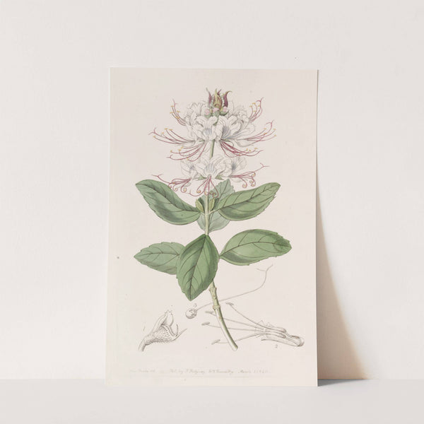 Two-coloured Becium by Sydenham Edwards