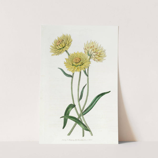 Two-coloured Elichrysum by Sydenham Edwards