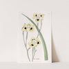 Two-coloured Iris by Sydenham Edwards
