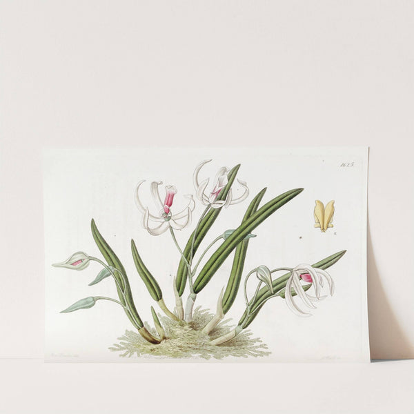 Two-coloured Leptotes by Sydenham Edwards