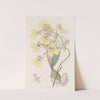 Two-coloured Oncidium by Sydenham Edwards