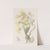 Two-coloured Oncidium by Sydenham Edwards